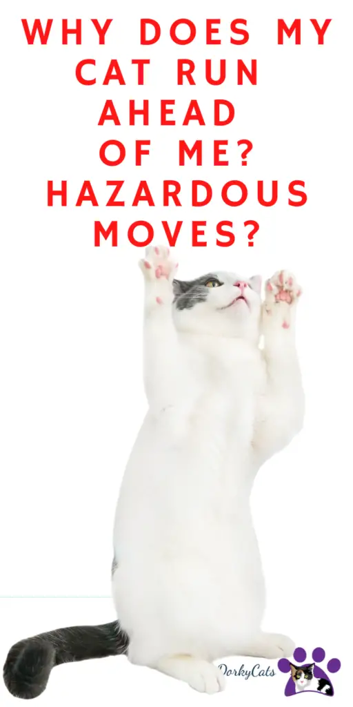 WHY DOES MY CAT RUN AHEAD OF ME? HAZARDOUS MOVES?