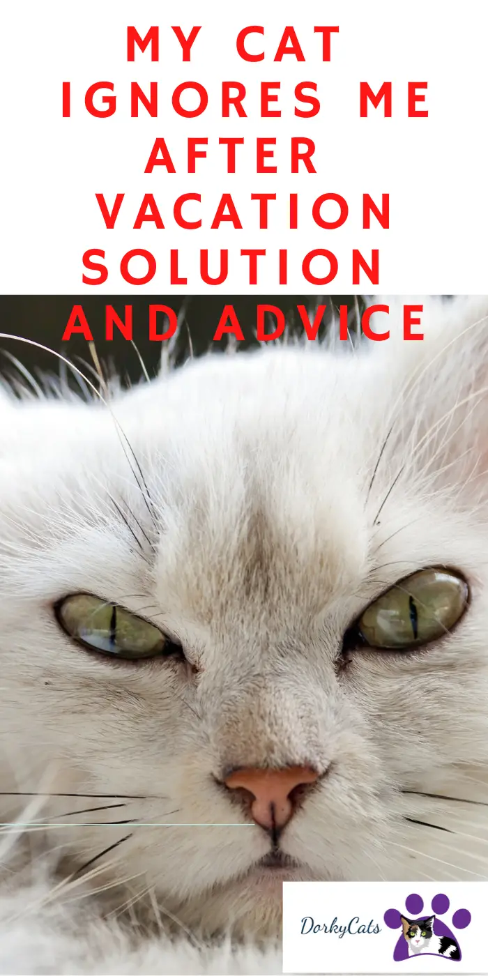 MY CAT IGNORES ME AFTER VACATION, SOLUTION, AND ADVICE