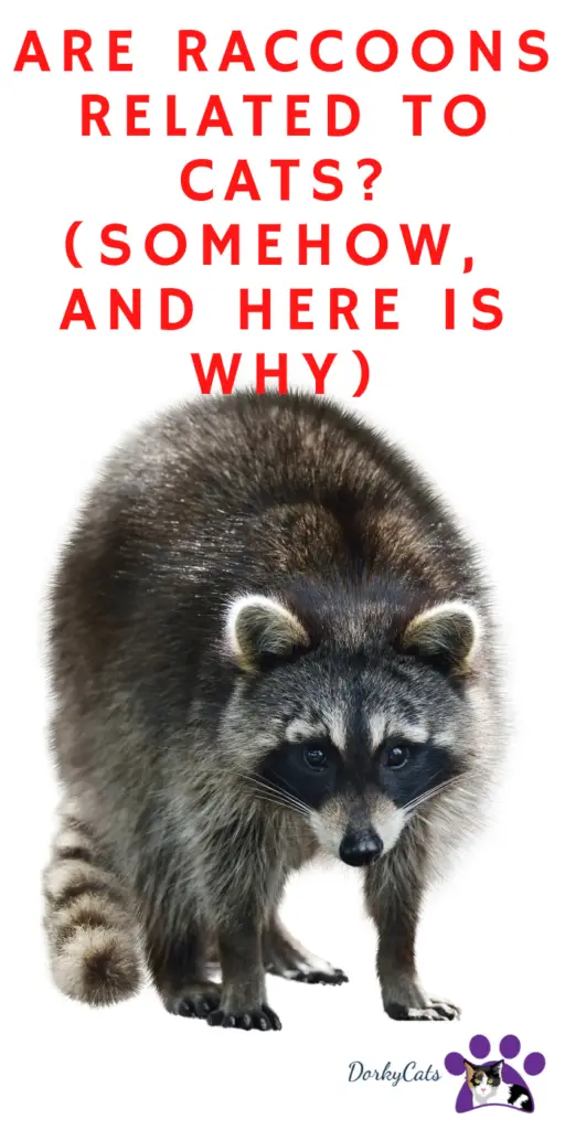 ARE RACCOONS RELATED TO CATS? (SOMEHOW, AND HERE IS WHY)