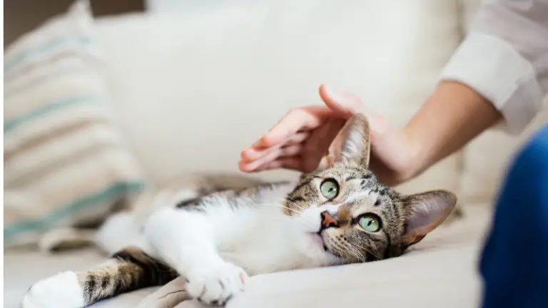 41 THINGS I WISH I KNEW BEFORE GETTING A CAT! HOW TO BE A PERFECT CAT PARENT!