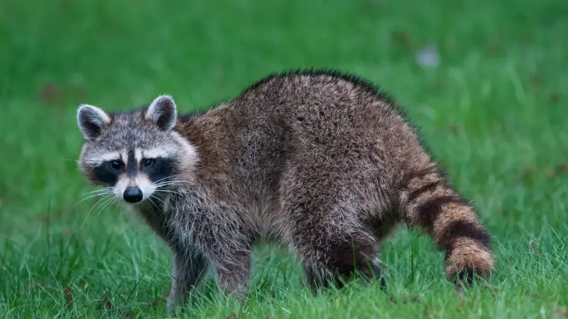 ARE RACCOONS RELATED TO CATS? (SOMEHOW, AND HERE IS WHY)