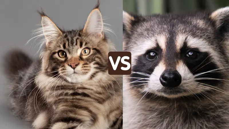 are raccoons related to cats