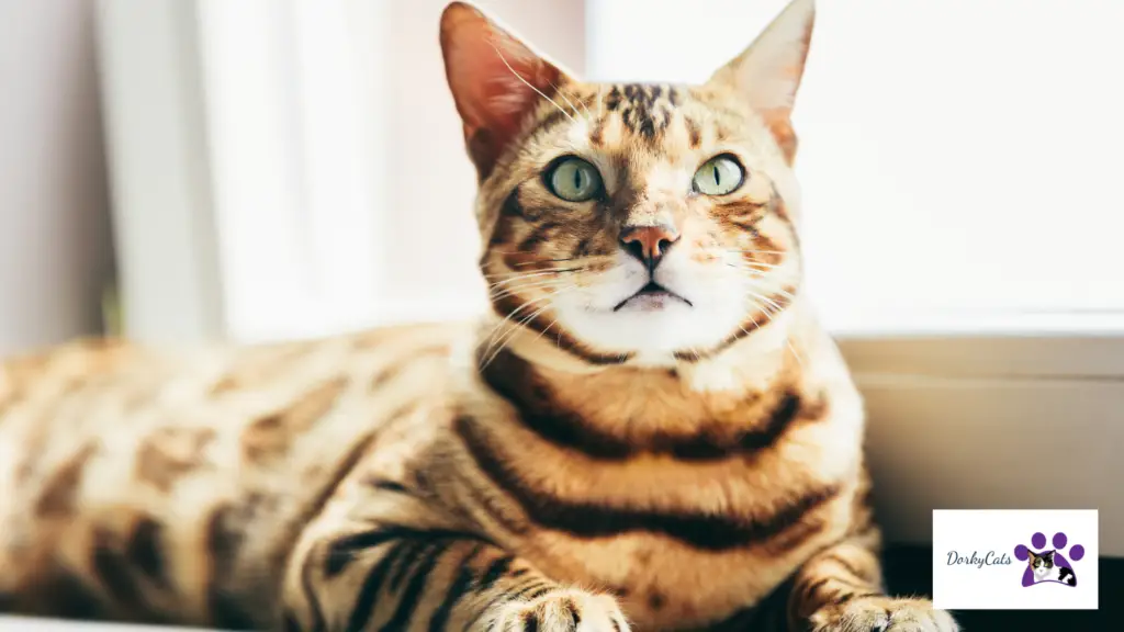 why Bengal cats are illegal