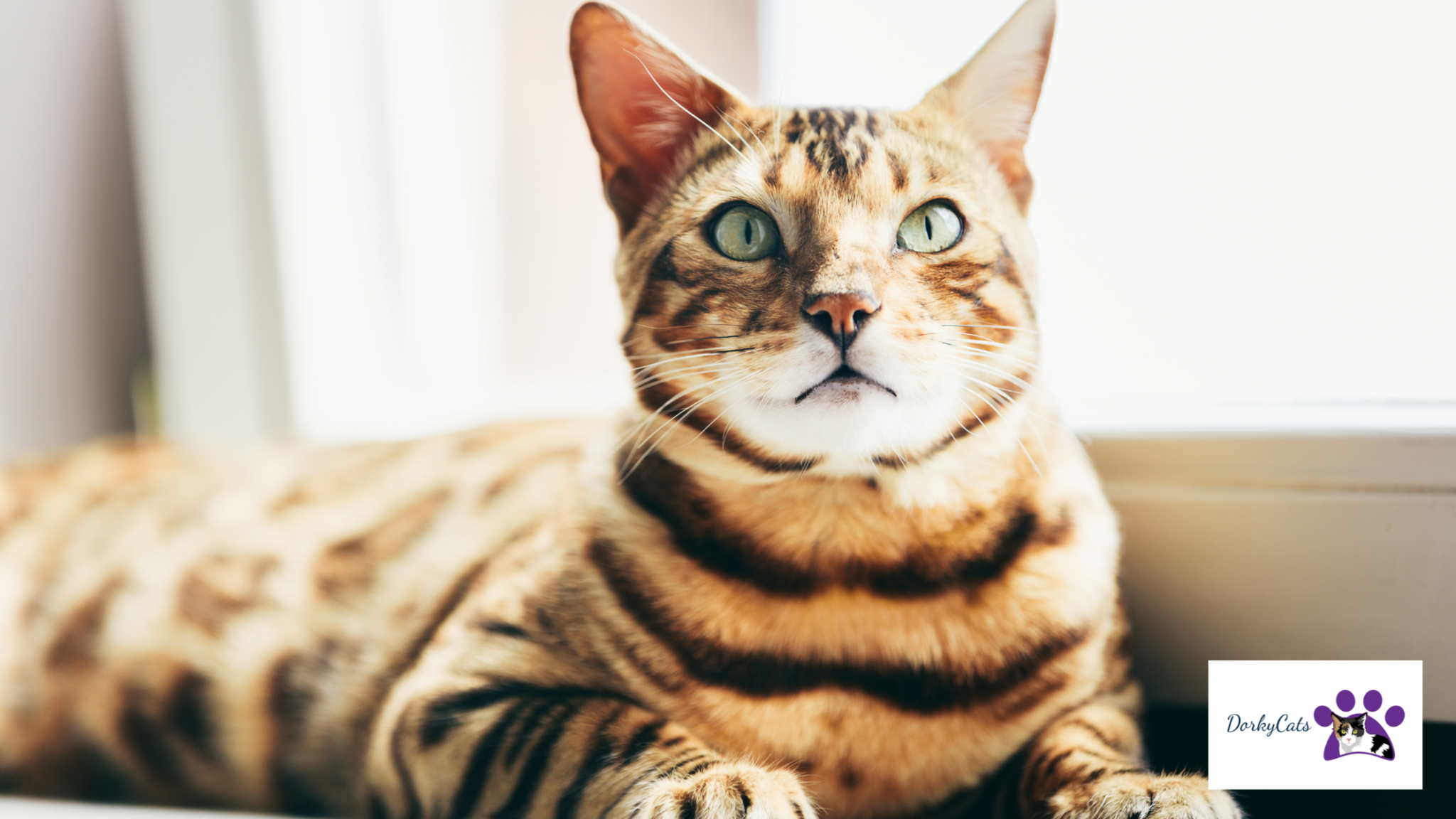 WHY ARE BENGAL CATS ILLEGAL? [WHERE YOU CAN OWN THEM IN 2023] DorkyCats