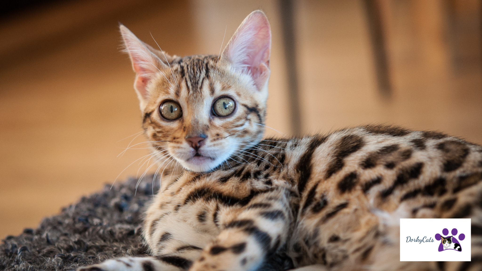 WHY ARE BENGAL CATS ILLEGAL? [WHERE YOU CAN OWN THEM IN 2023] DorkyCats