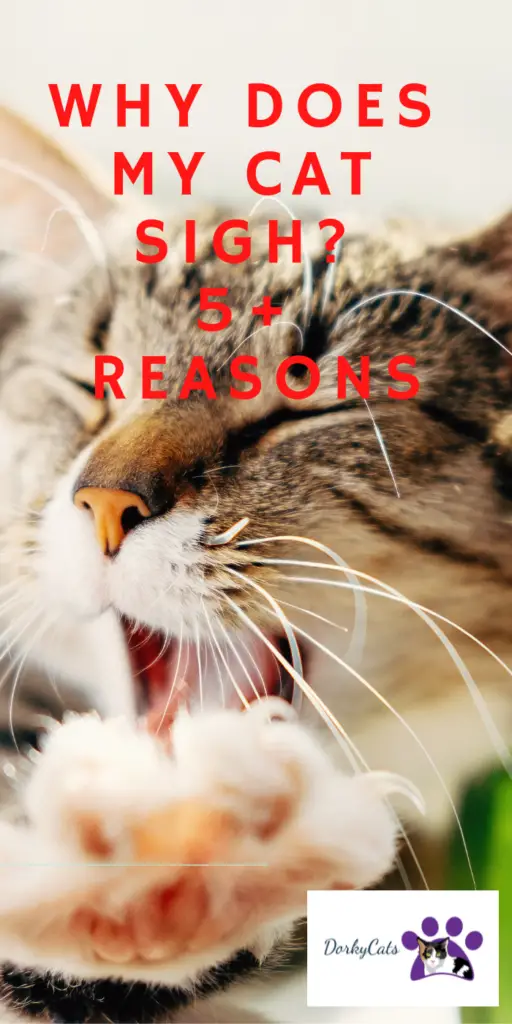 WHY DOES MY CAT SIGH? 5+ REASONS