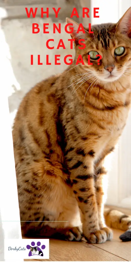 why are Bengal cats illegal?