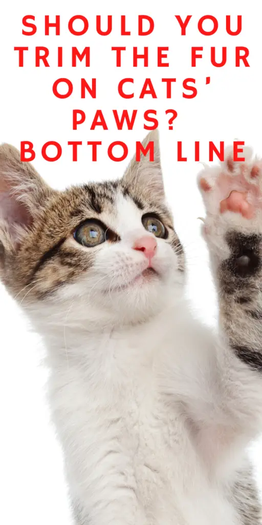 SHOULD YOU TRIM THE FUR ON CATS’ PAWS? BOTTOM LINE