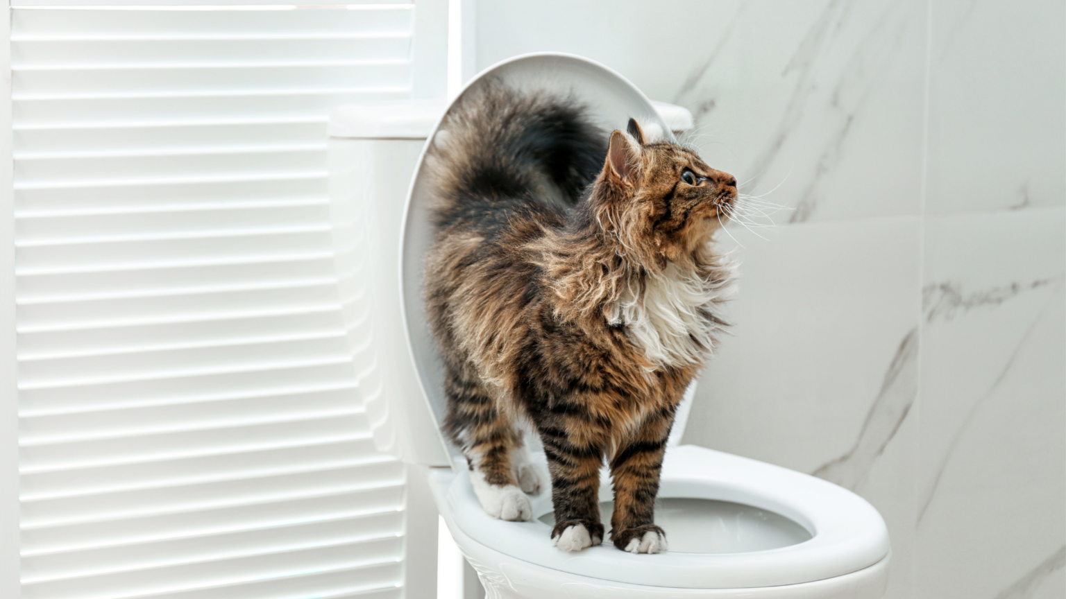WHY IS MY CAT SO AFFECTIONATE IN THE BATHROOM? 4+ REASONS DorkyCats