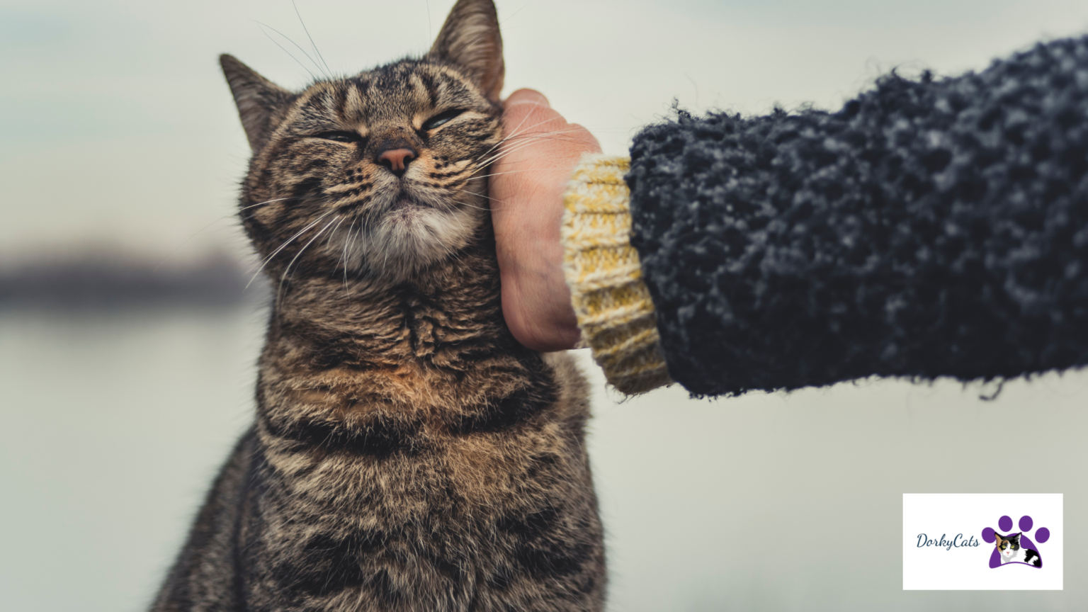 WHY IS MY CAT SO CLINGY? 7+ SIGNS YOUR CAT LOVES YOU TOO MUCH! DorkyCats