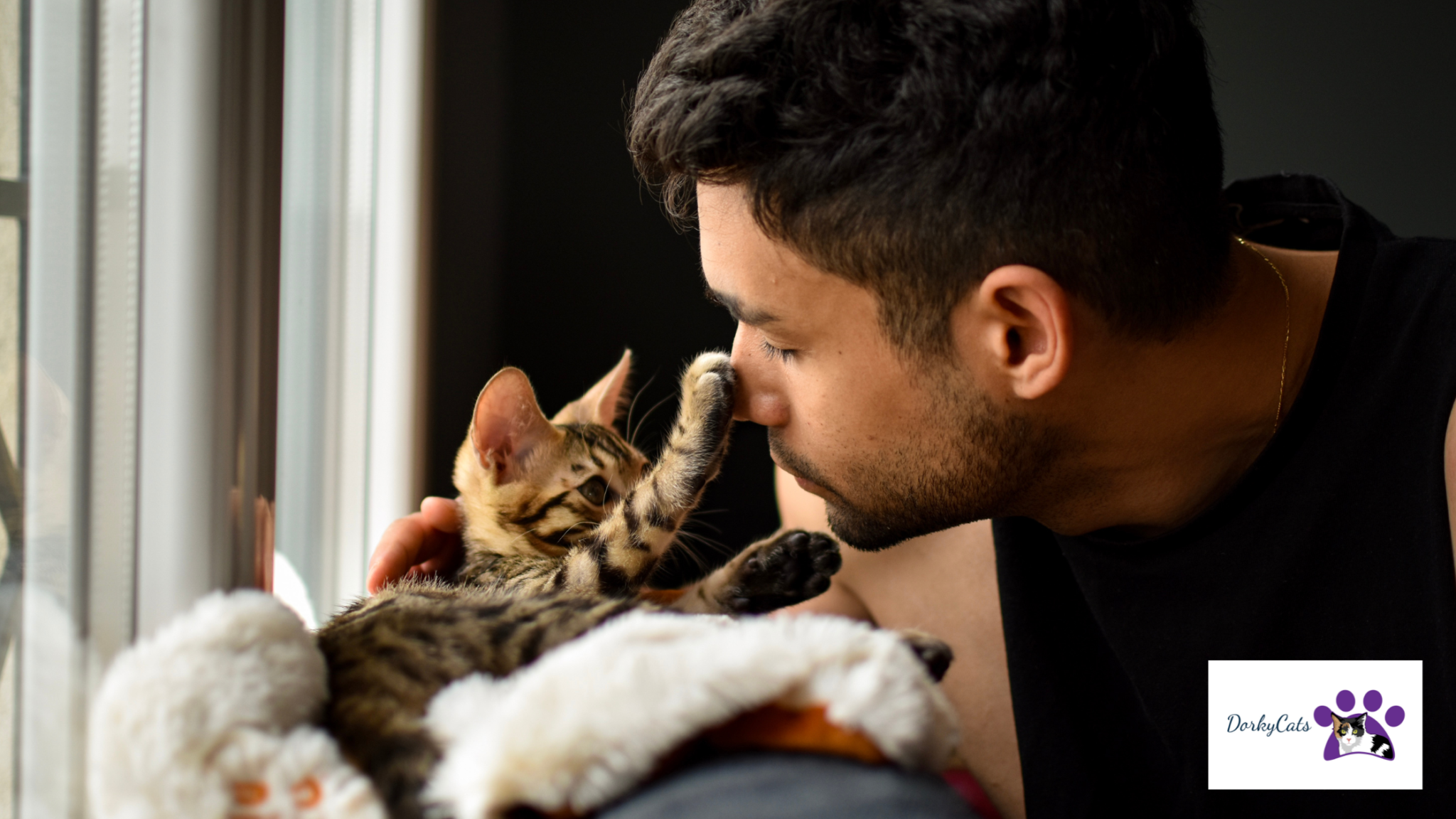 WHY IS MY CAT SO CLINGY? 7+ SIGNS YOUR CAT LOVES YOU TOO MUCH! DorkyCats