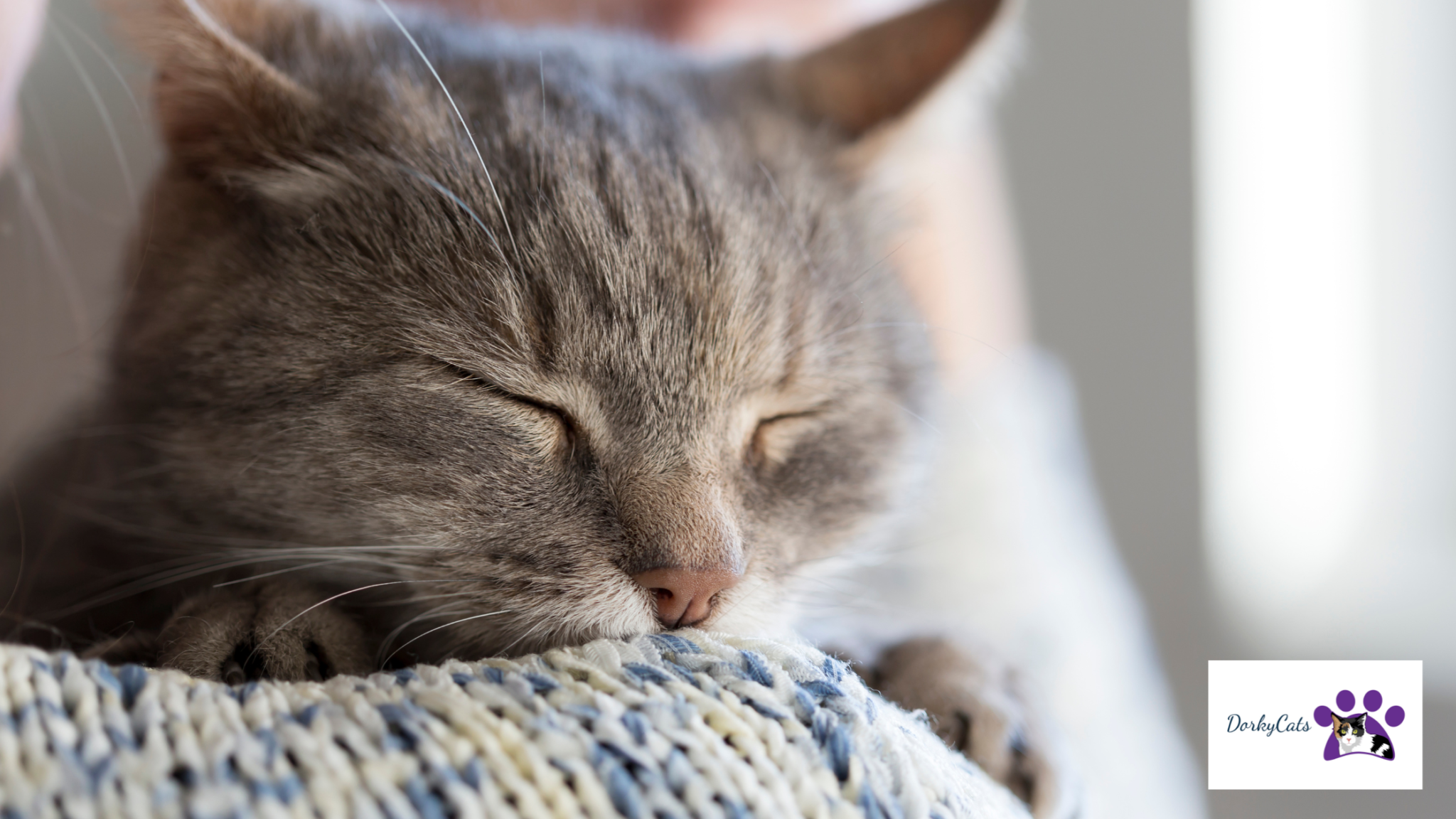 WHY IS MY CAT SO CLINGY? 7+ SIGNS YOUR CAT LOVES YOU TOO MUCH! DorkyCats