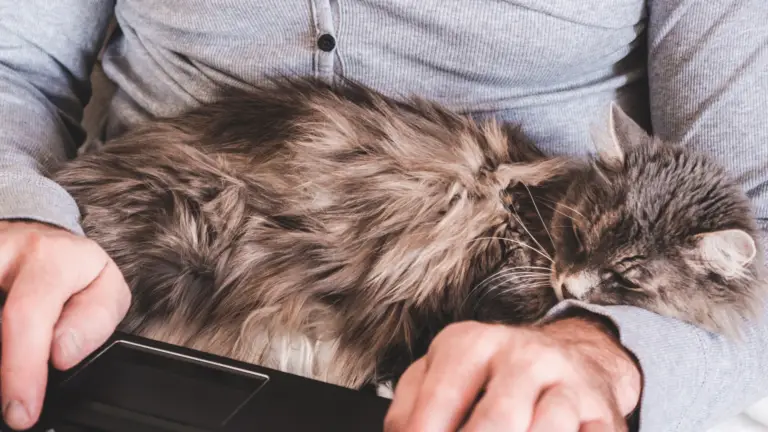 19+ LAP CAT BREEDS TO LOVE! [AND CUDDLE WITH]