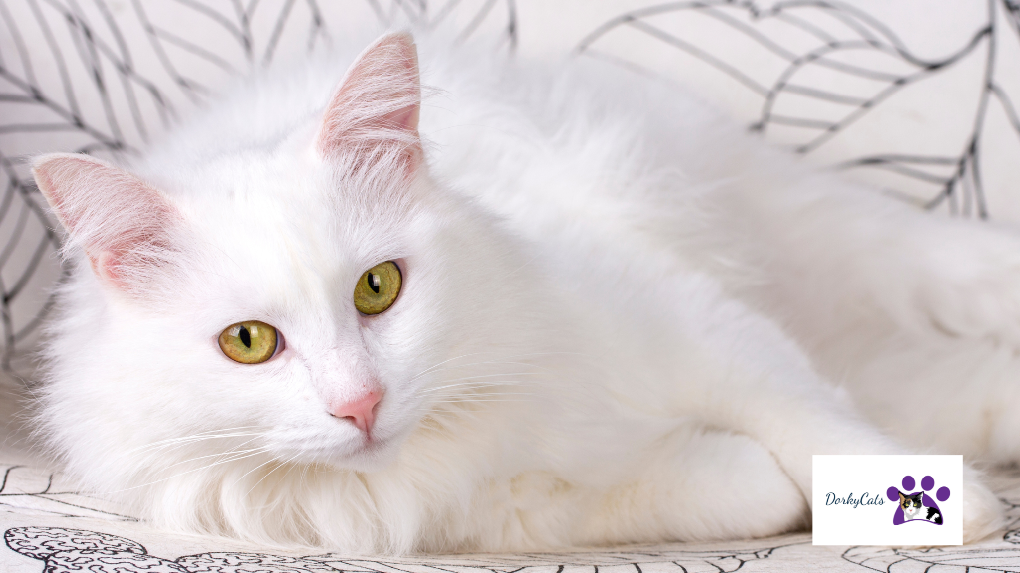 11+ STUNNING TRAINABLE CAT BREEDS [TALENTED CATS] DorkyCats