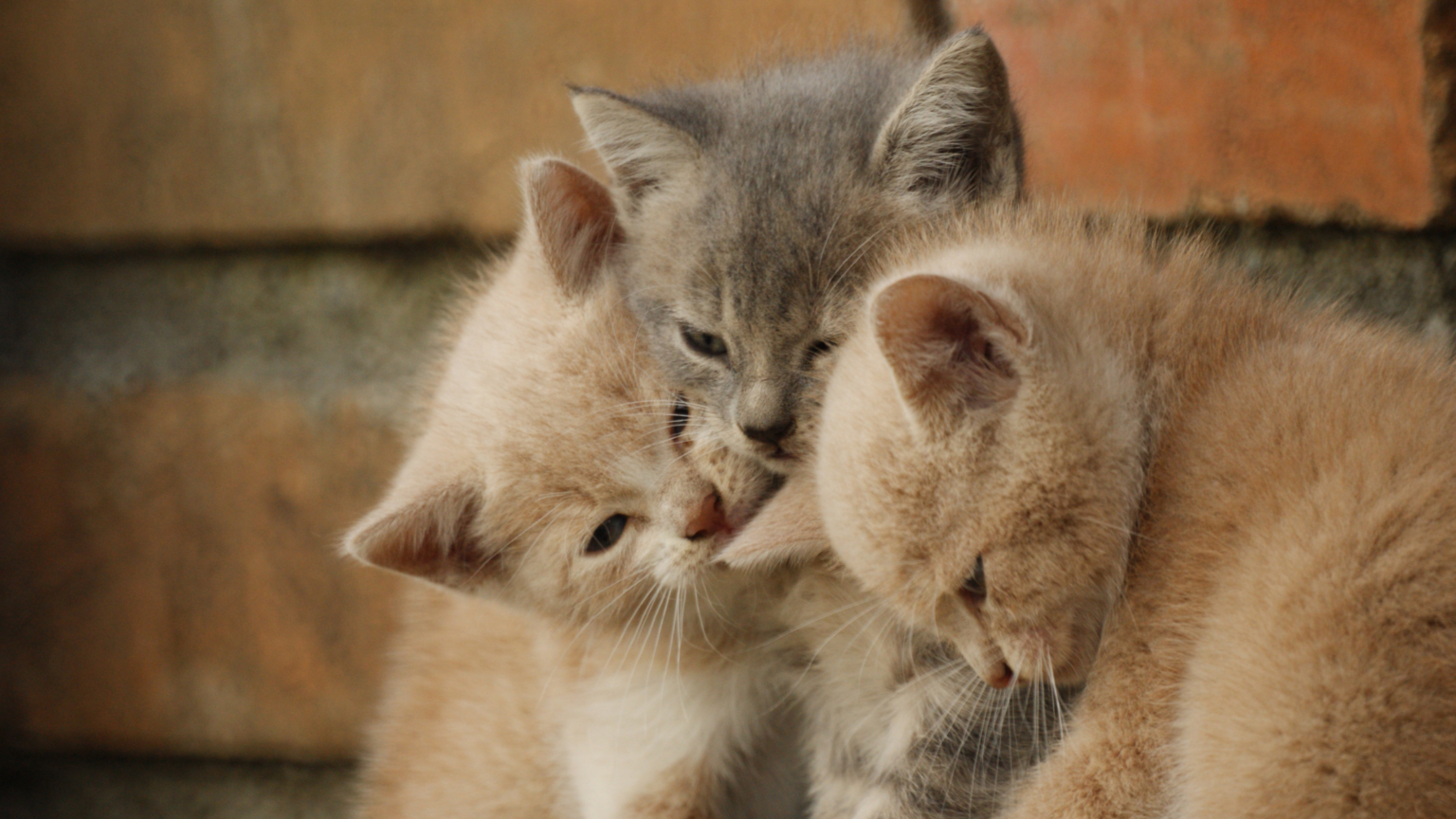 SHOULD I BOARD MY CAT? [ 11+ THINGS TO CONSIDER] DorkyCats