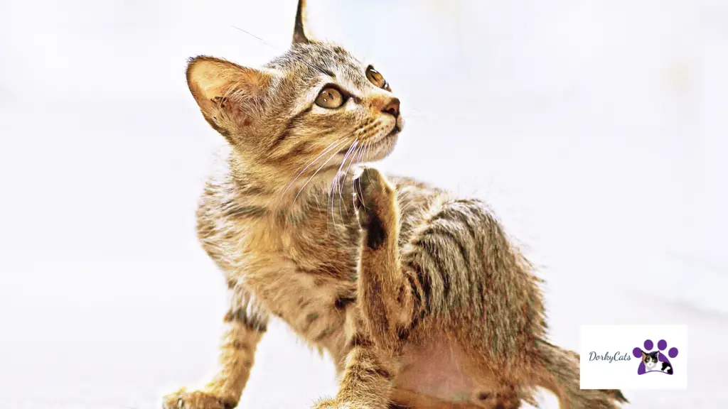 Are Temptations Treats Bad For Cats
