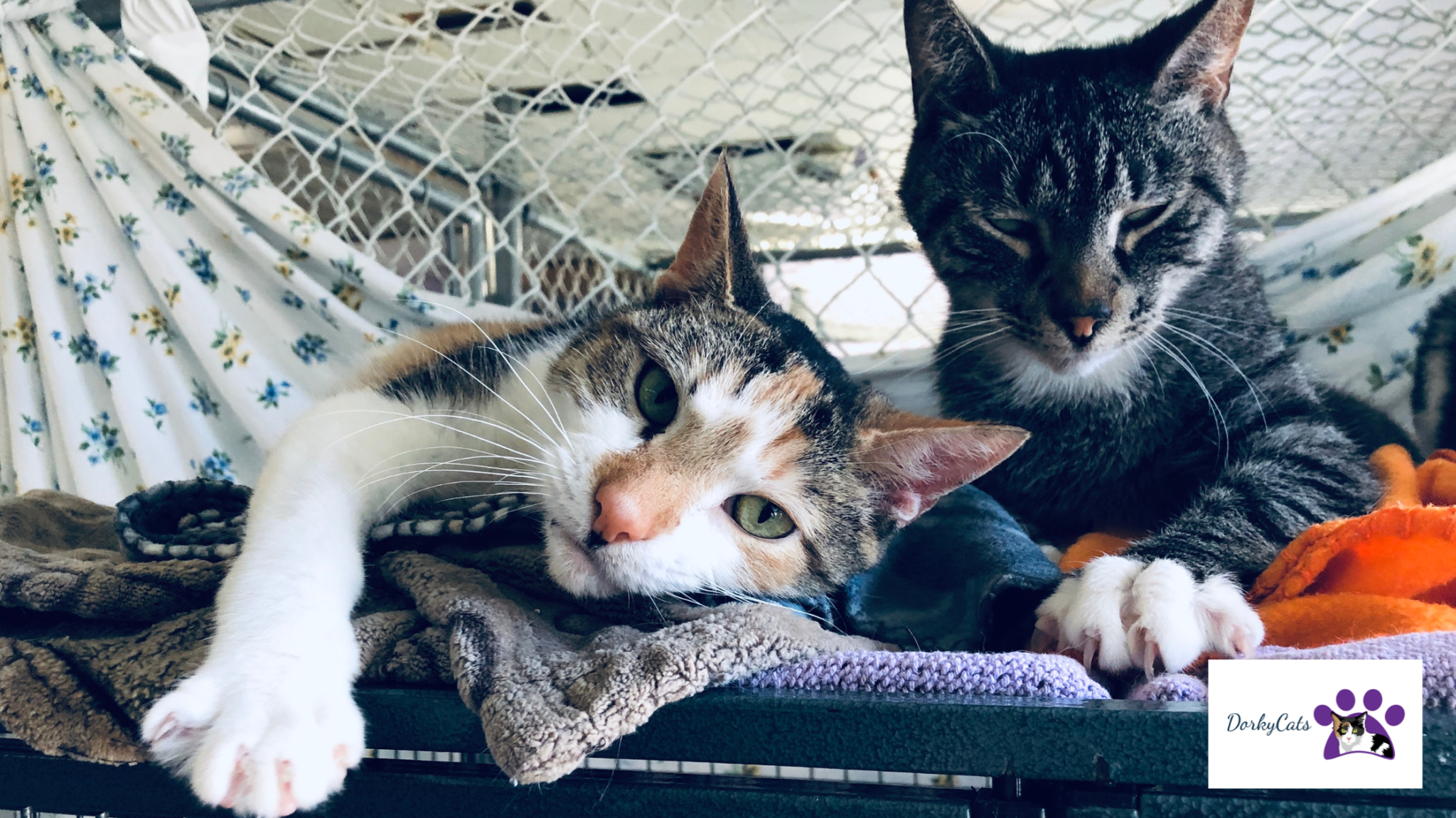 WHY WON'T MY CATS SLEEP TOGETHER? COMPLETE STUDY