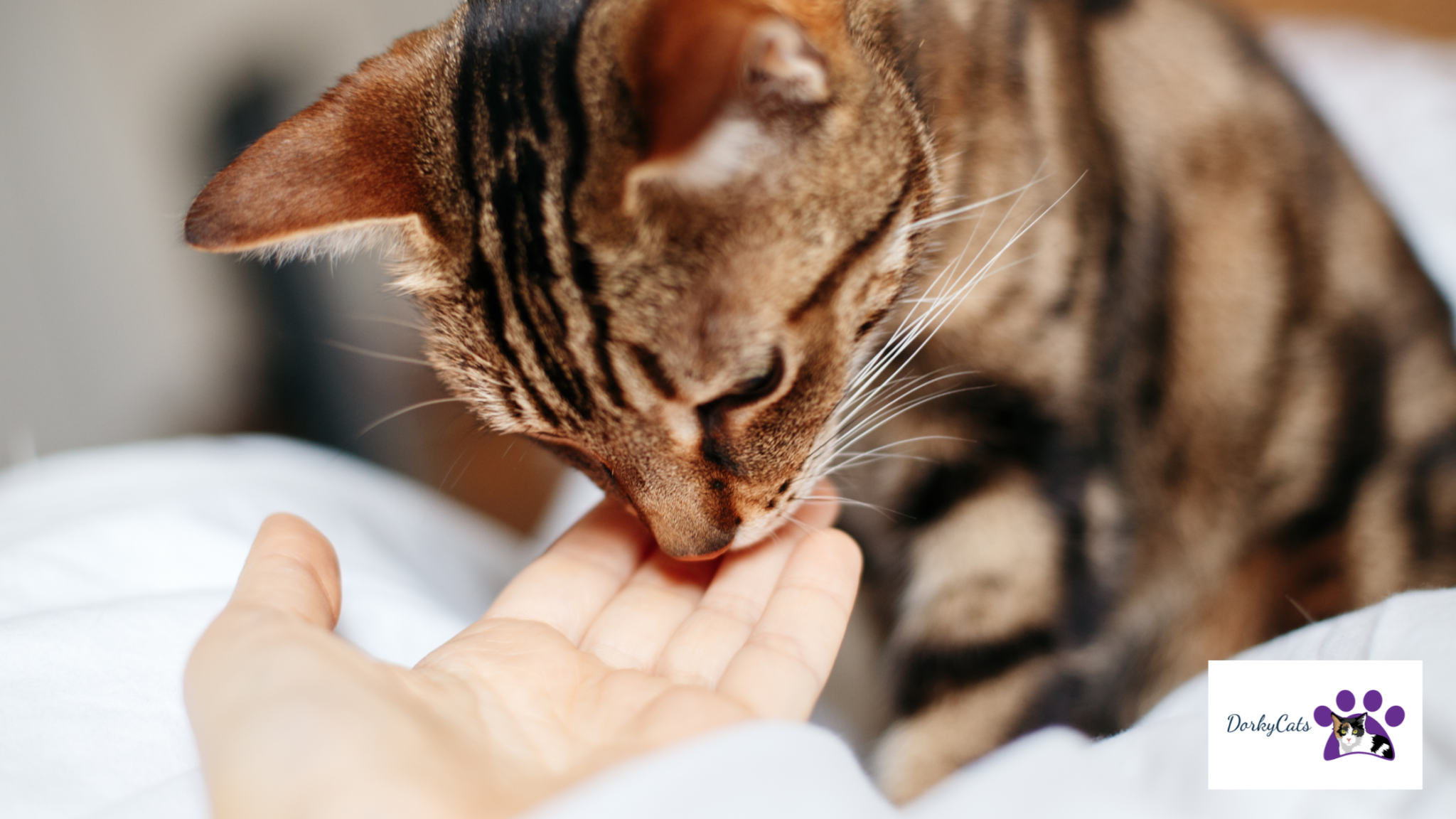 WHY IS MY CAT ONLY AFFECTIONATE IN THE MORNING? 5+ REASONS