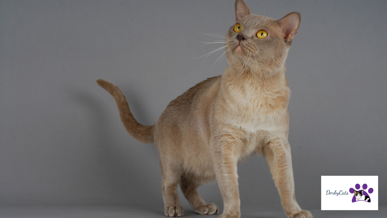 19+ LAP CAT BREEDS TO LOVE! [AND CUDDLE WITH] DorkyCats