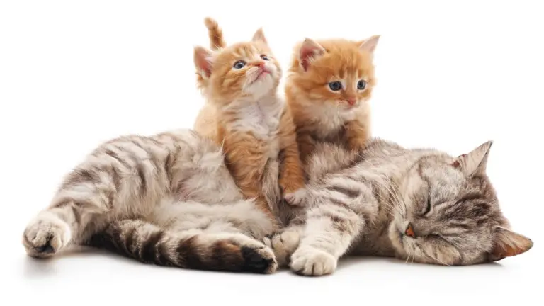 17+ SMALL SIZE CAT BREEDS YOU WILL ADORE!