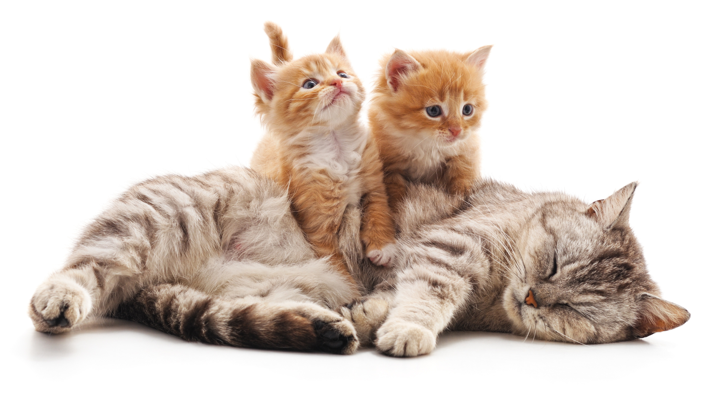 small size cat breeds