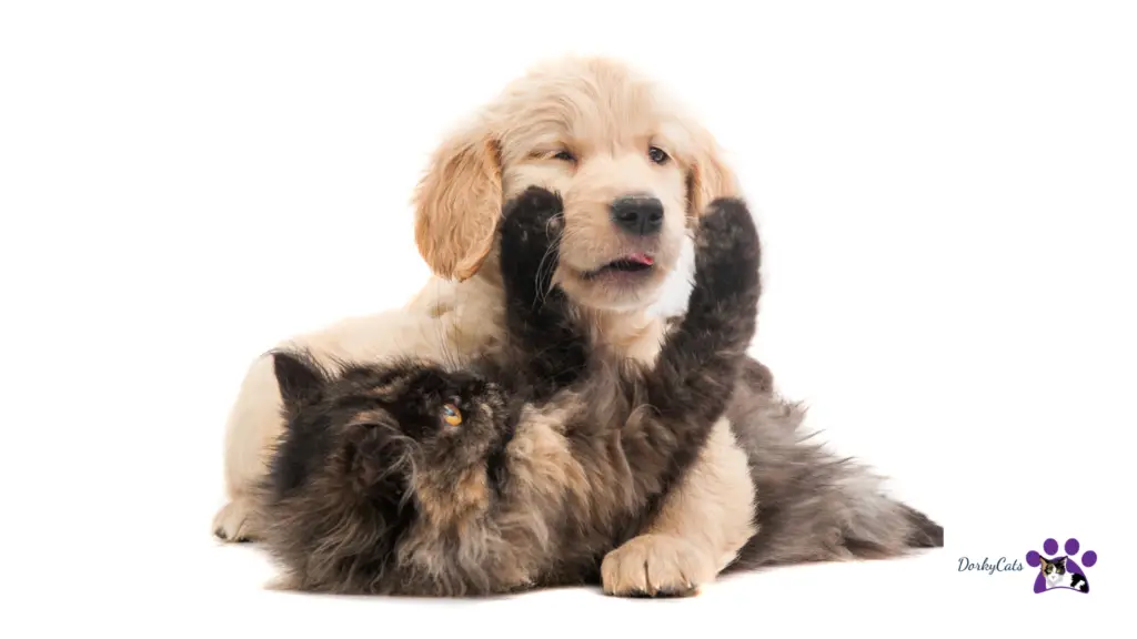 WHY ARE DOGS AFRAID OF CATS? 8+ REASONS