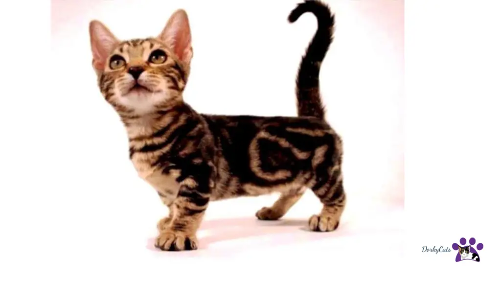 SMALL SIZE CAT BREEDS