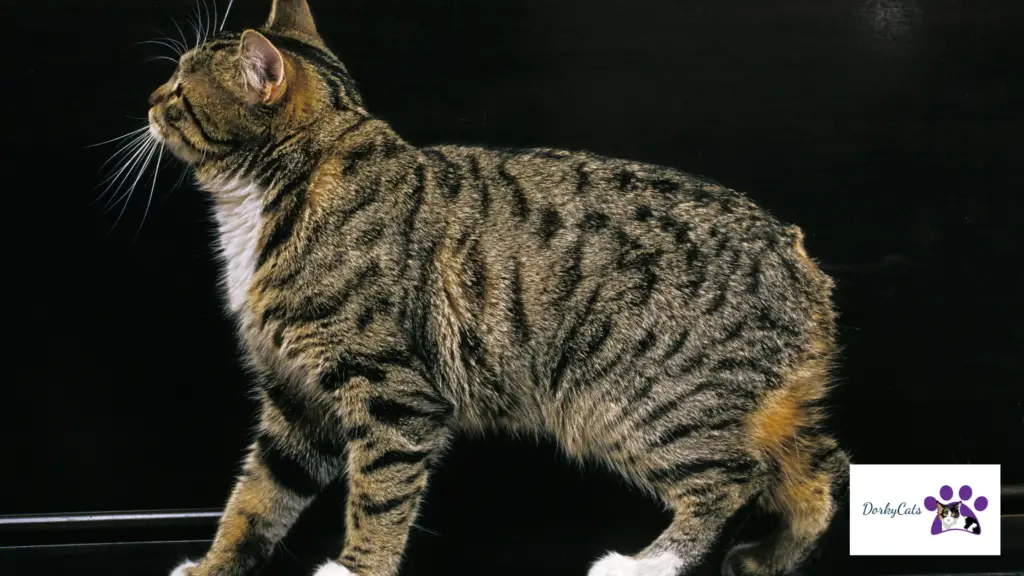 SMALL SIZE CAT BREEDS