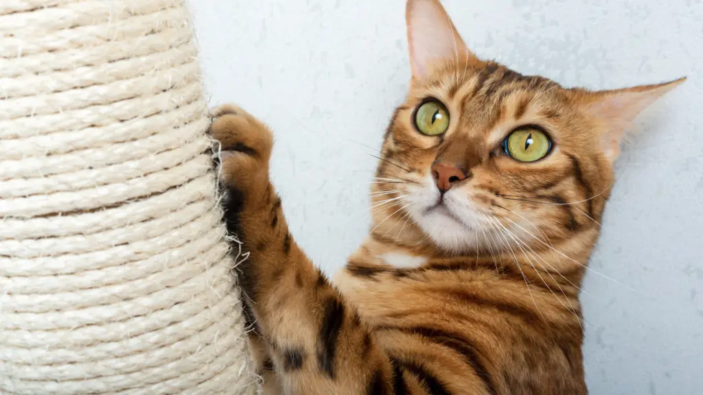 SHOULD YOU TRIM THE FUR ON CATS' PAWS? BOTTOM LINE