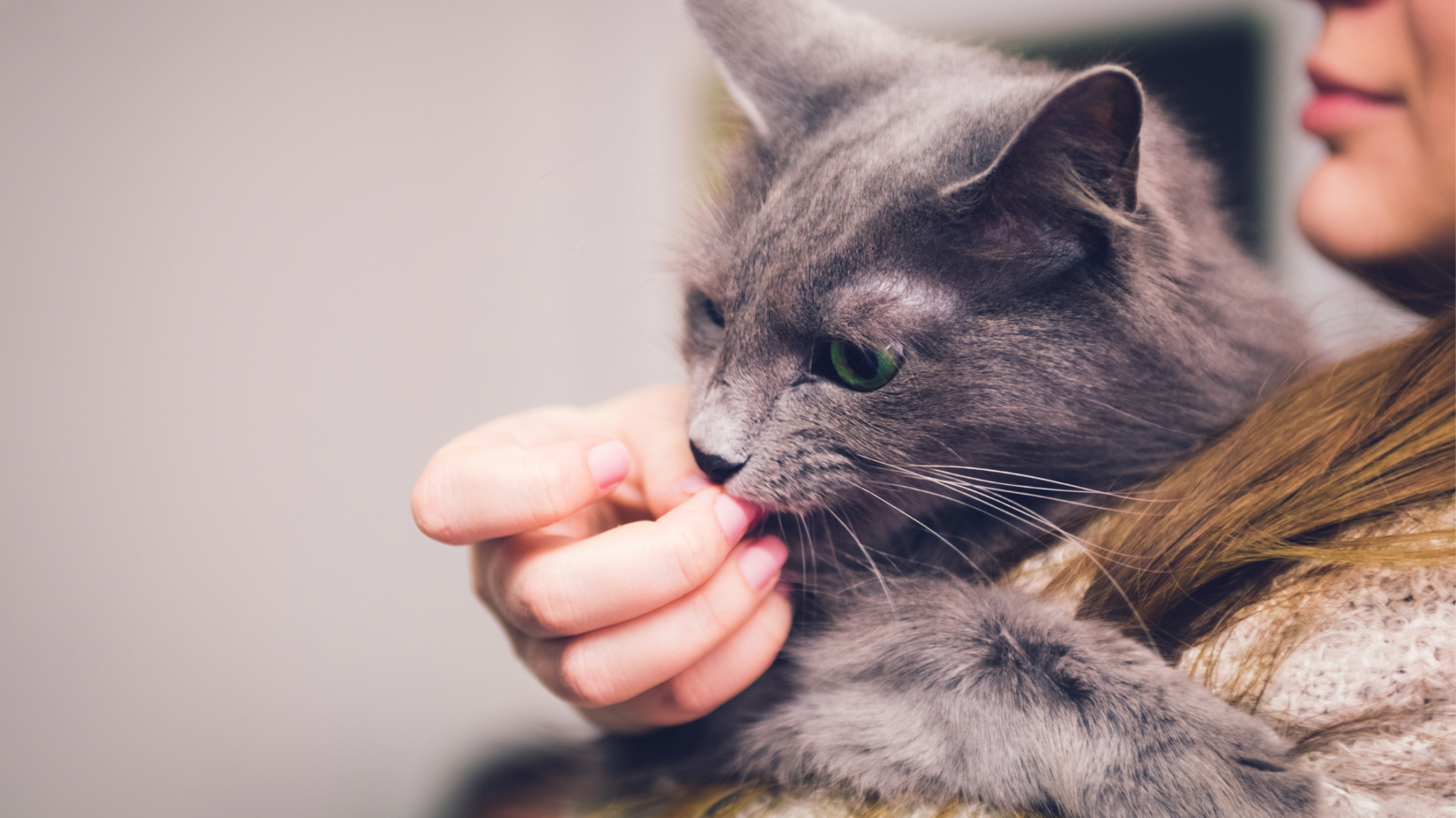 CAN CATS EAT CANTALOUPE? 4 REASONS THEY CAN AND CANNOT DorkyCats