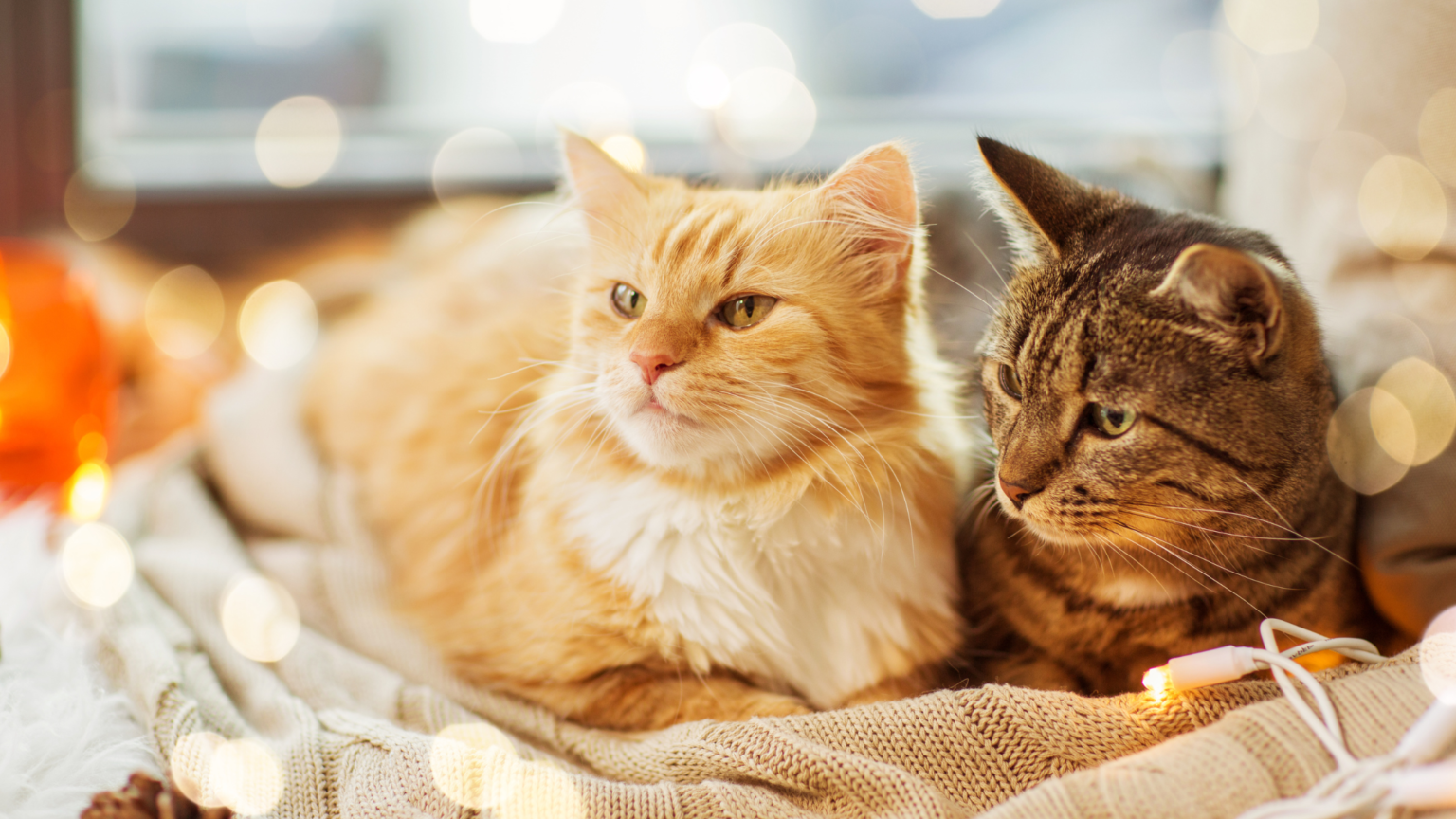 SHOULD I GET A SECOND CAT? 9+ REASONS YOU SHOULD AND SHOULD NOT DorkyCats