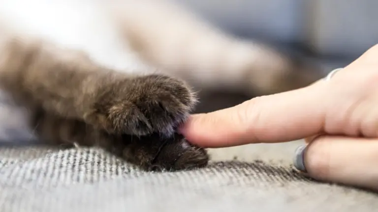 WHAT CAN I DO INSTEAD OF DECLAWING MY CAT? 11+ EASY SOLUTIONS