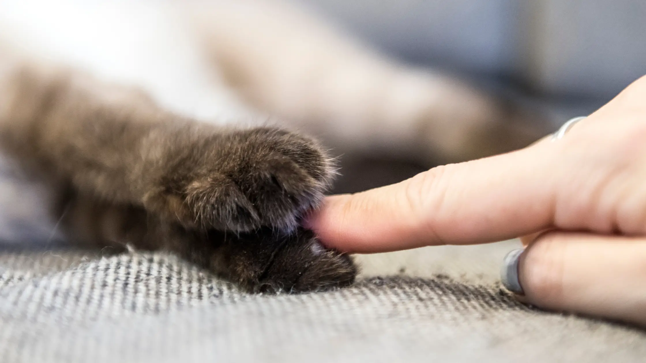 WHAT CAN I DO INSTEAD OF DECLAWING A CAT?