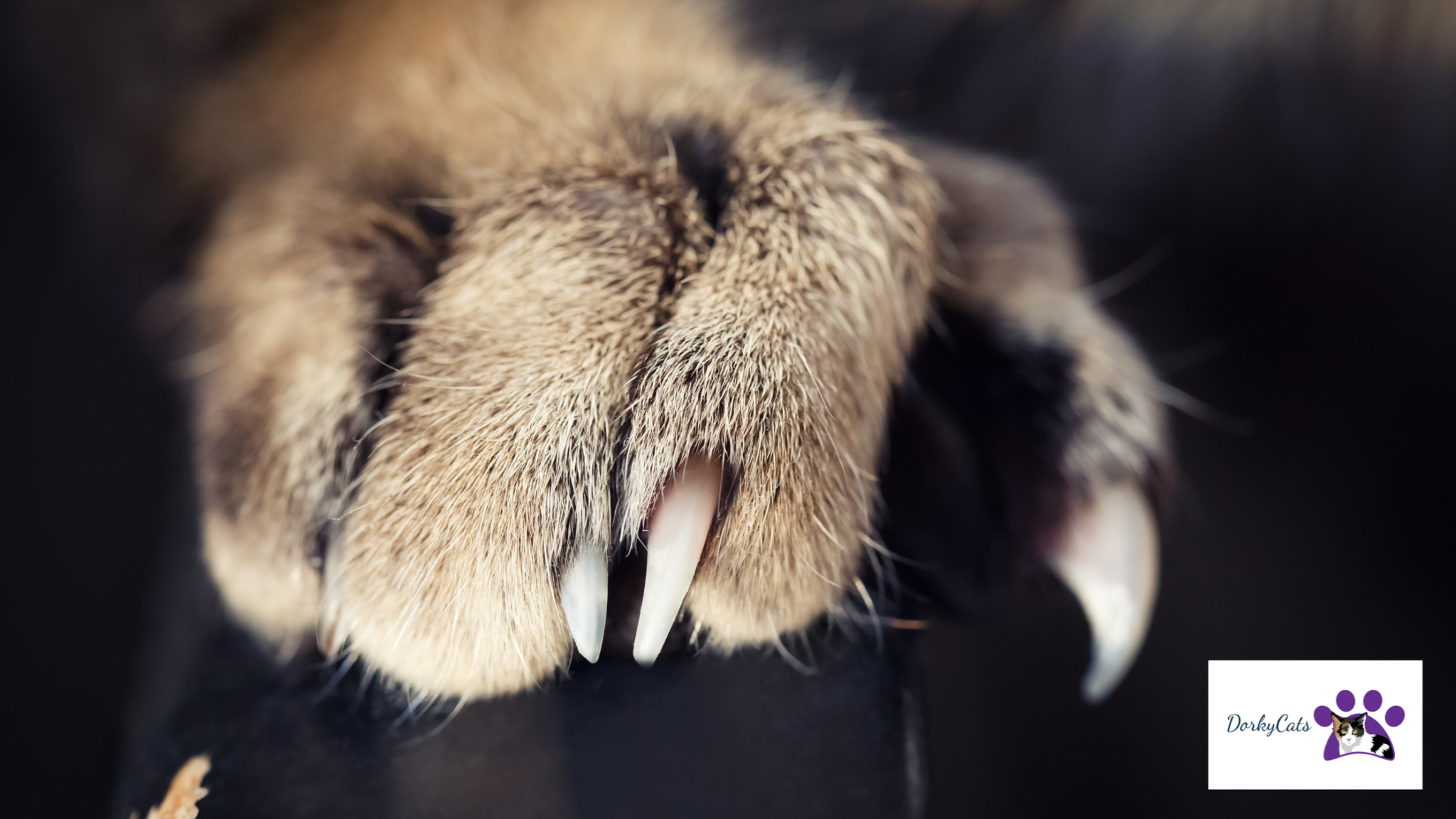 WHAT CAN I DO INSTEAD OF DECLAWING MY CAT? 11+ EASY SOLUTIONS DorkyCats