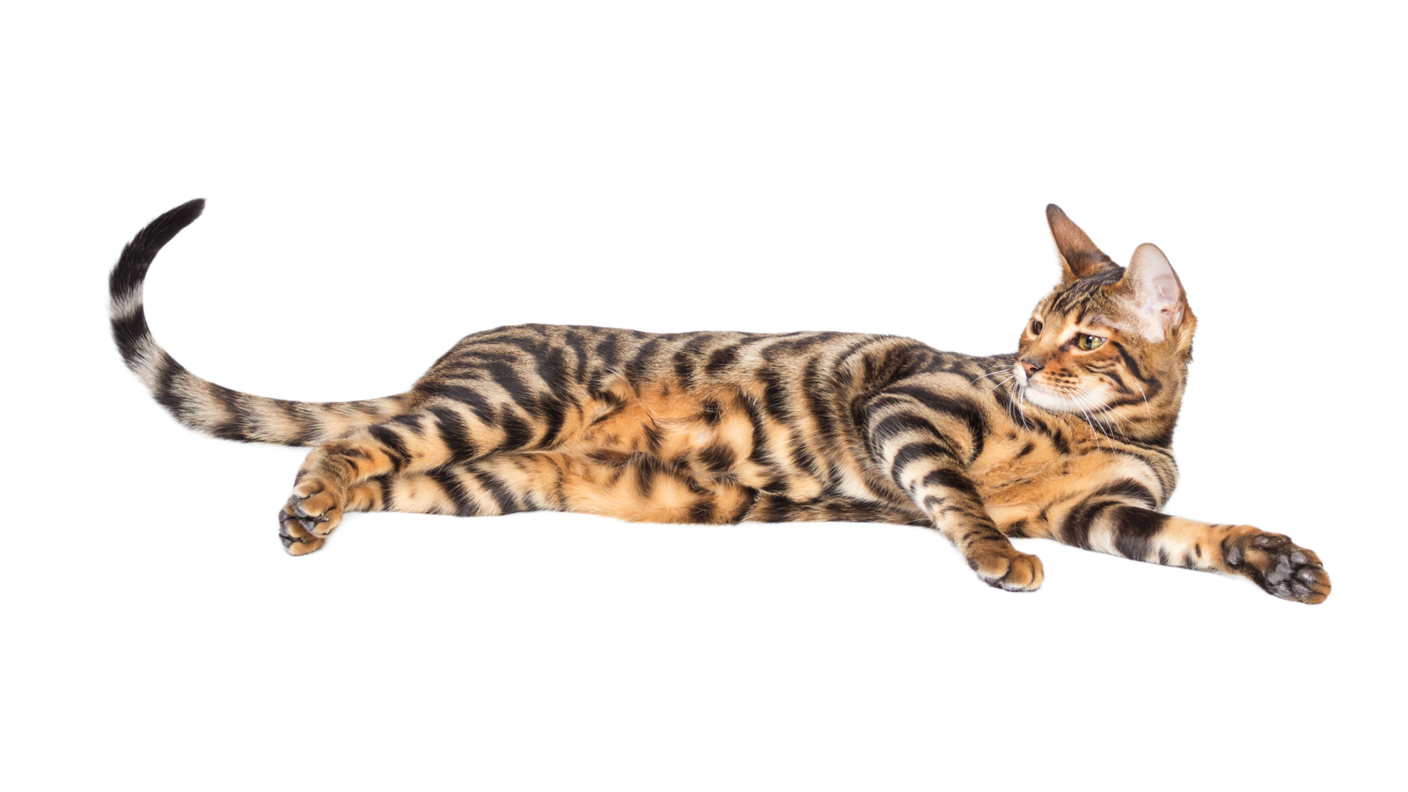 15-beautiful-big-size-cat-breeds-to-discover-dorkycats