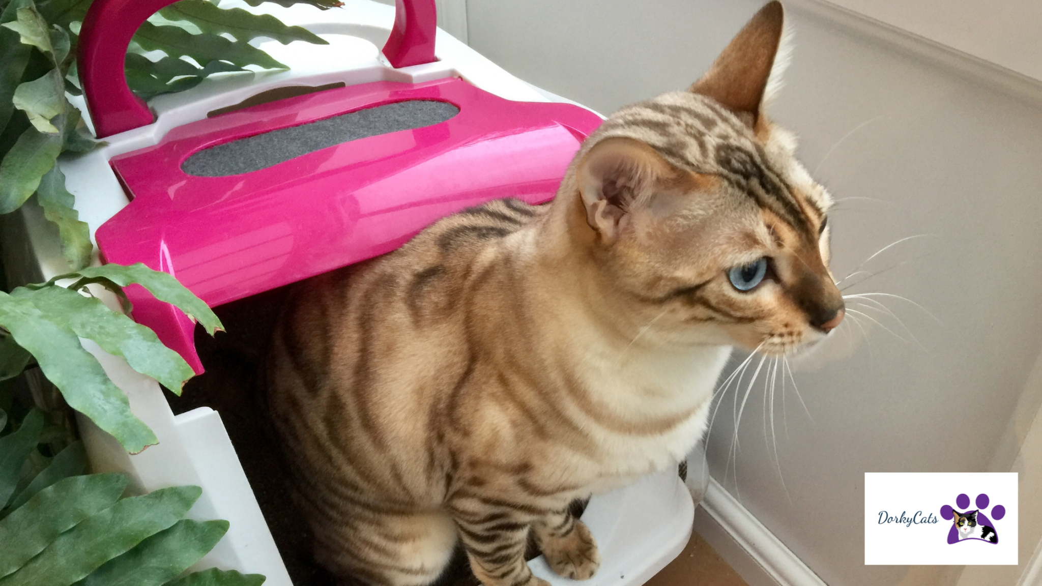 CAN CATS FIND THEIR LITTER BOX IF YOU MOVE IT? DorkyCats