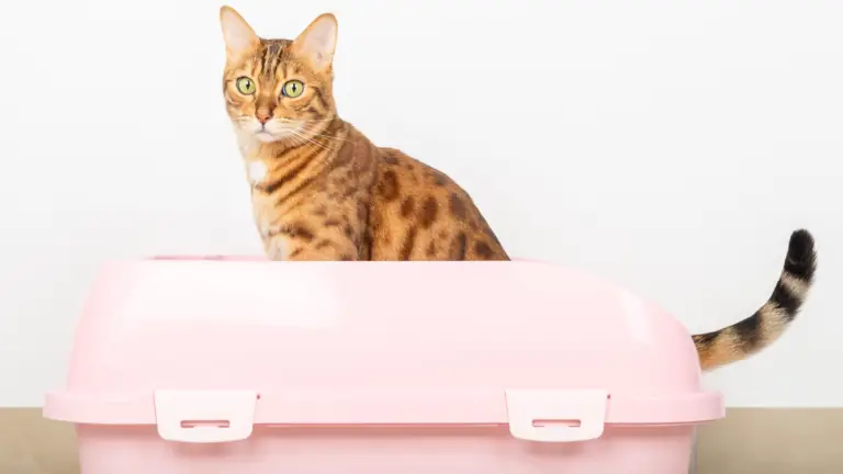 CAN CATS FIND THEIR LITTER BOX IF YOU MOVE IT?