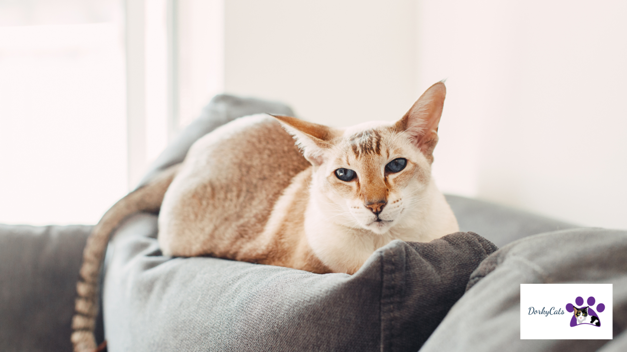 11+ STUNNING TRAINABLE CAT BREEDS [TALENTED CATS] - DorkyCats