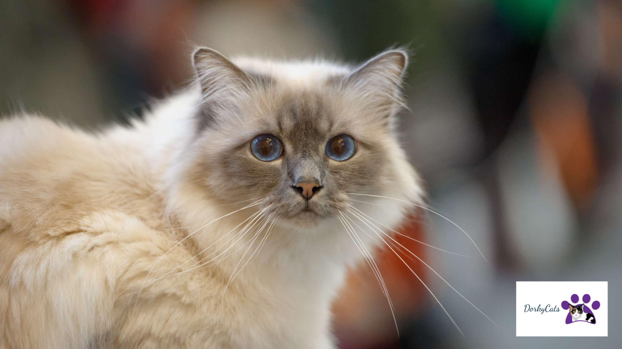 15+ MOST BEAUTIFUL CAT BREEDS FOR CAT LOVERS! DorkyCats