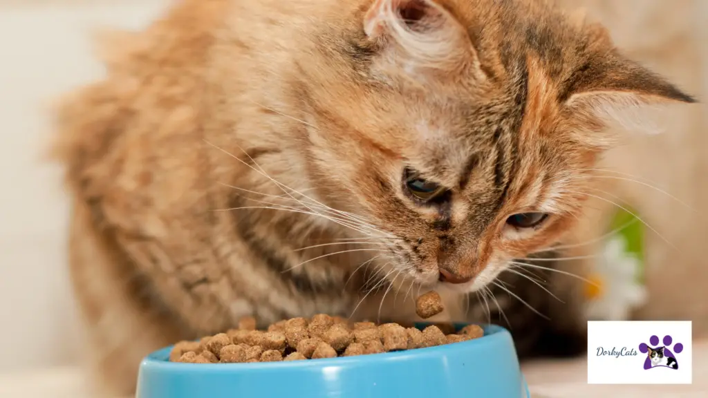 WHY WON’T MY CAT EAT WET FOOD ANYMORE? 