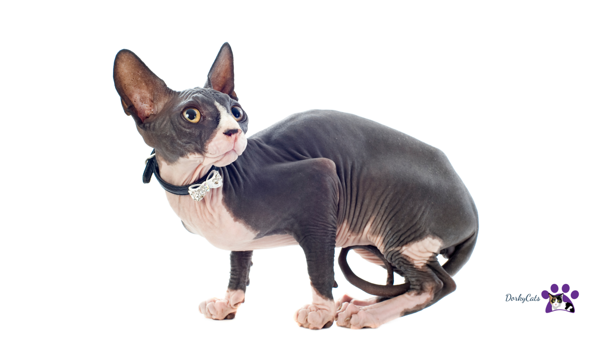 15+ MOST BEAUTIFUL CAT BREEDS FOR CAT LOVERS! DorkyCats