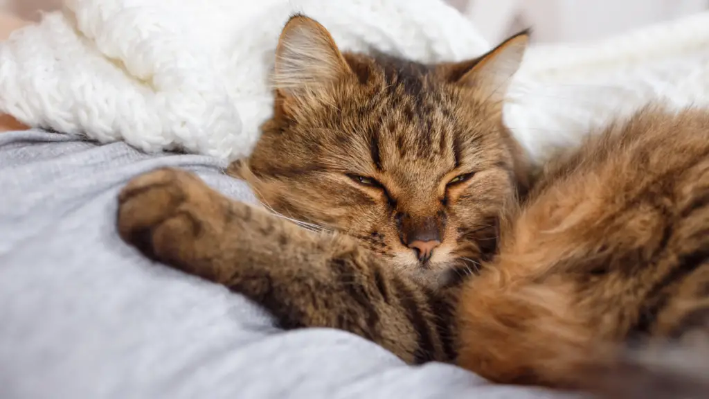 WHY IS MY CAT SO CLINGY? 7+ SIGNS YOUR CAT LOVES YOU TOO MUCH! DorkyCats