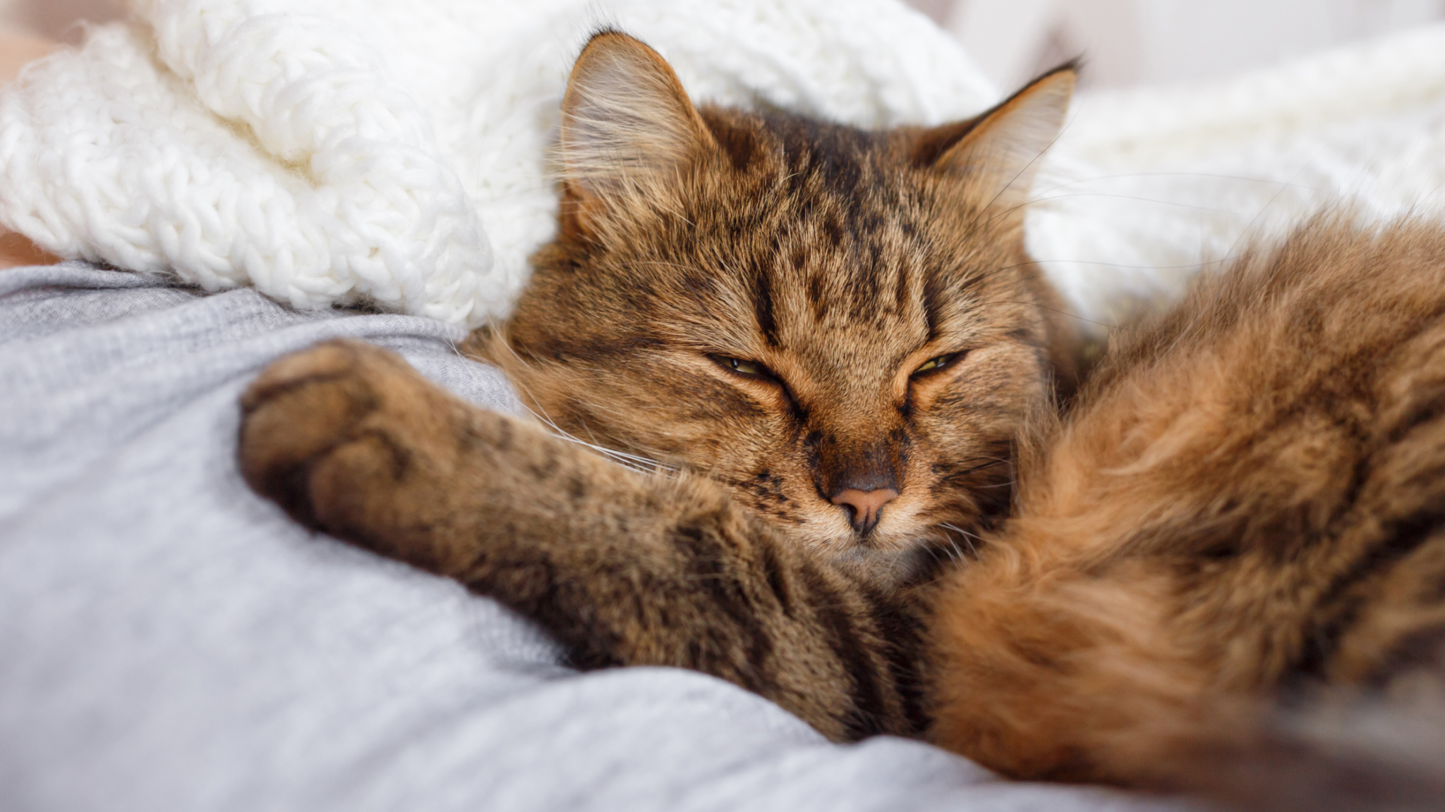 WHY IS MY CAT SO CLINGY? 7+ SIGNS YOUR CAT LOVES YOU TOO MUCH! DorkyCats