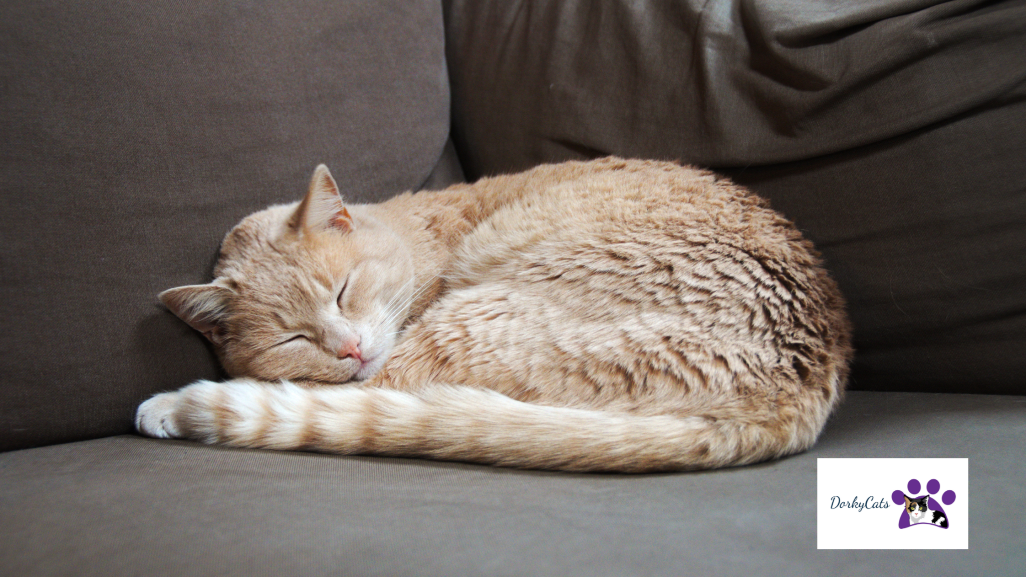 HOW DOES MY CAT KNOW I AM AWAKE? 5 INTERESTING FACTS DorkyCats