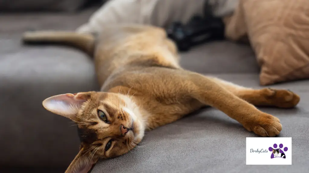 ABYSSINIAN - TRAINABLE CAT BREEDS