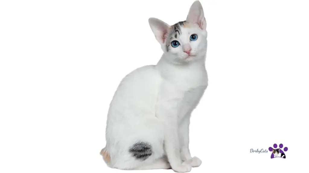 TRAINABLE CAT BREEDS 