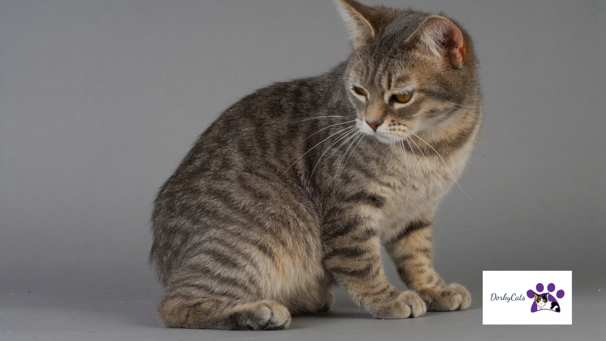 11+ STUNNING TRAINABLE CAT BREEDS [TALENTED CATS] DorkyCats