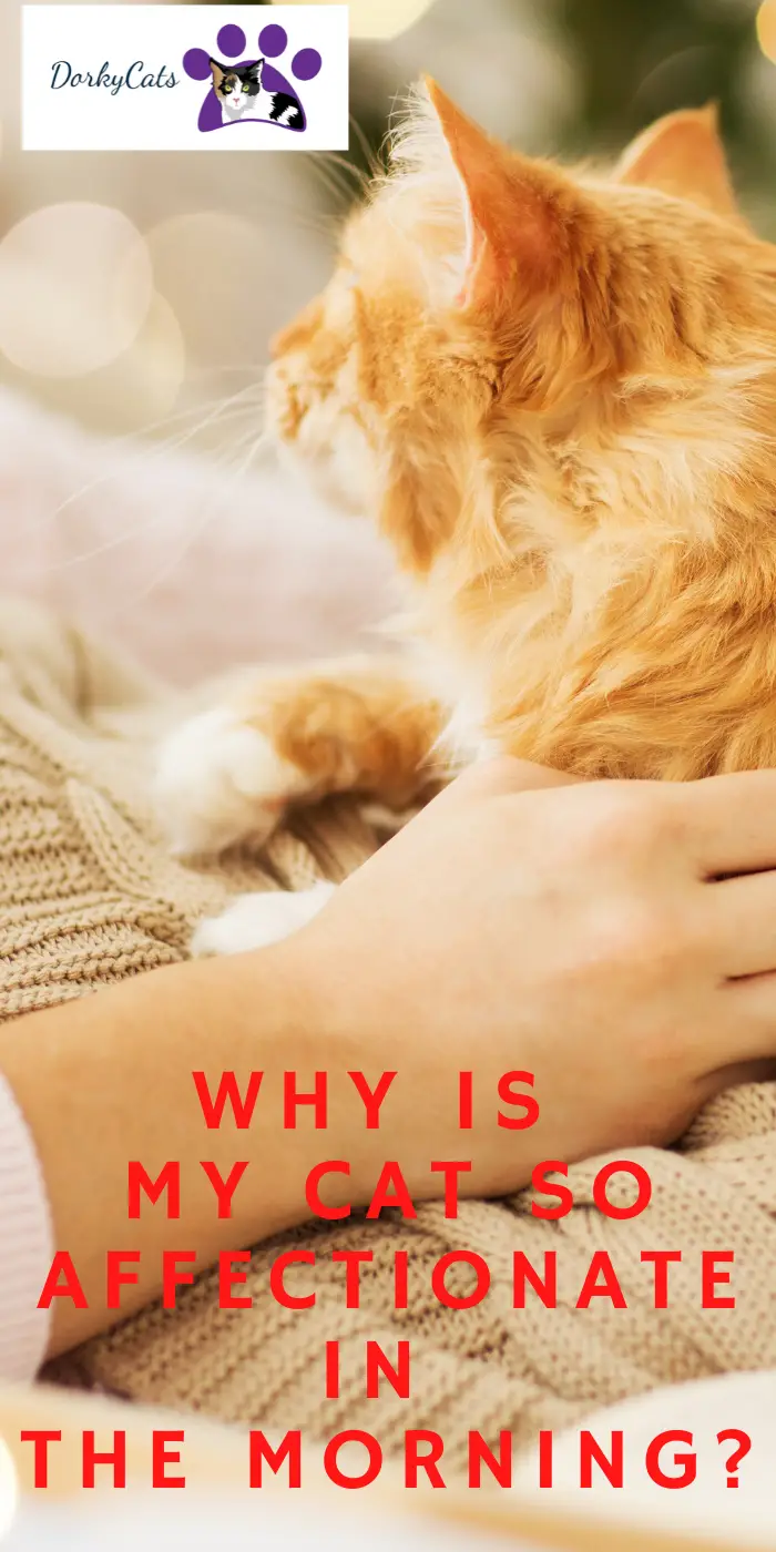 WHY IS MY CAT ONLY AFFECTIONATE IN THE MORNING? 5+ REASONS