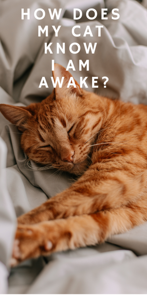 HOW DOES MY CAT KNOW I AM AWAKE?