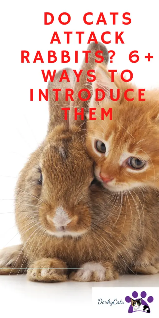 DO CATS ATTACK RABBITS? 6+ WAYS TO INTRODUCE THEM